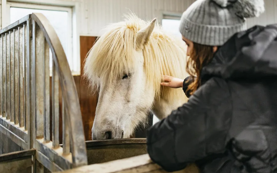 A visitor meeting a white Icelandic horse at a farm stable
